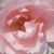 Rose - Rosiers hybrides de thé - Delset